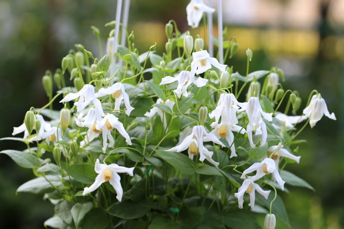 Clematis ''Twinkle| 闪烁''