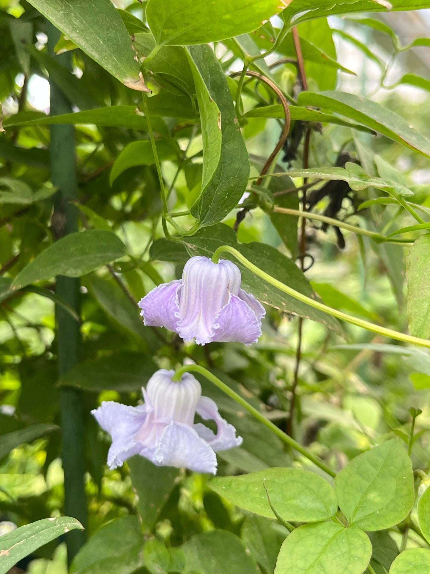 Blue Octopus Clematis ‘’クリスパ・エンジェル| Crispa Angel| 克里斯帕天使| タコクレマチス‘’