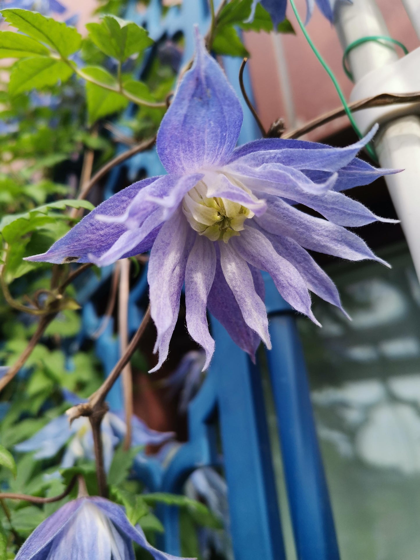 Clematis ‘’Maidwell Hall|梅德维尔‘’
