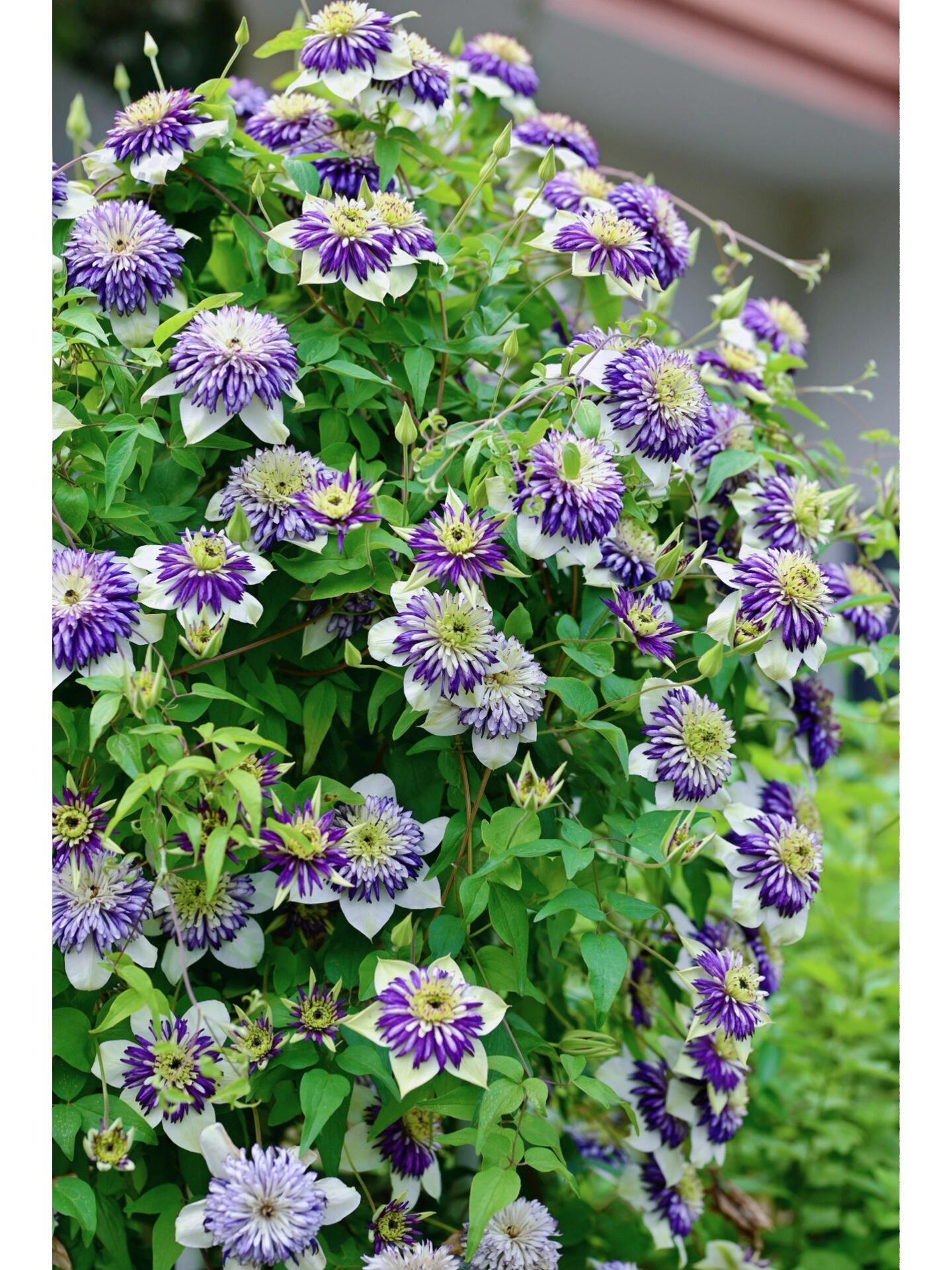Clematis ‘’New Viennetta|千层雪| 新幻紫‘’