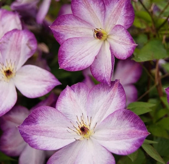Clematis ‘’Pernille| 佩莱尼‘’