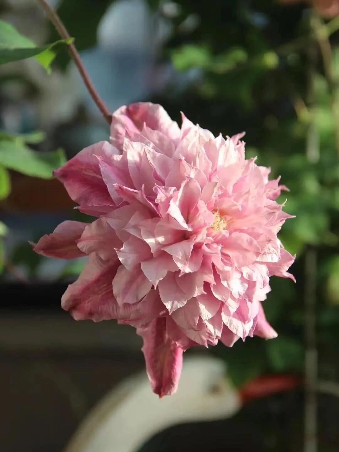 Clematis ‘’Patricia Ann Fretwel|帕特丽夏‘’