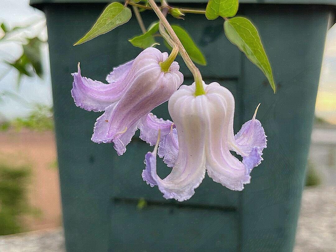 Blue Octopus Clematis ‘’クリスパ・エンジェル| Crispa Angel| 克里斯帕天使| タコクレマチス‘’