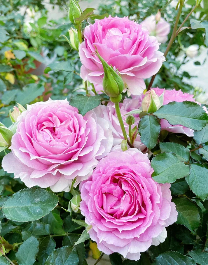 Rose 'Doniazade' 粉天方夜谭