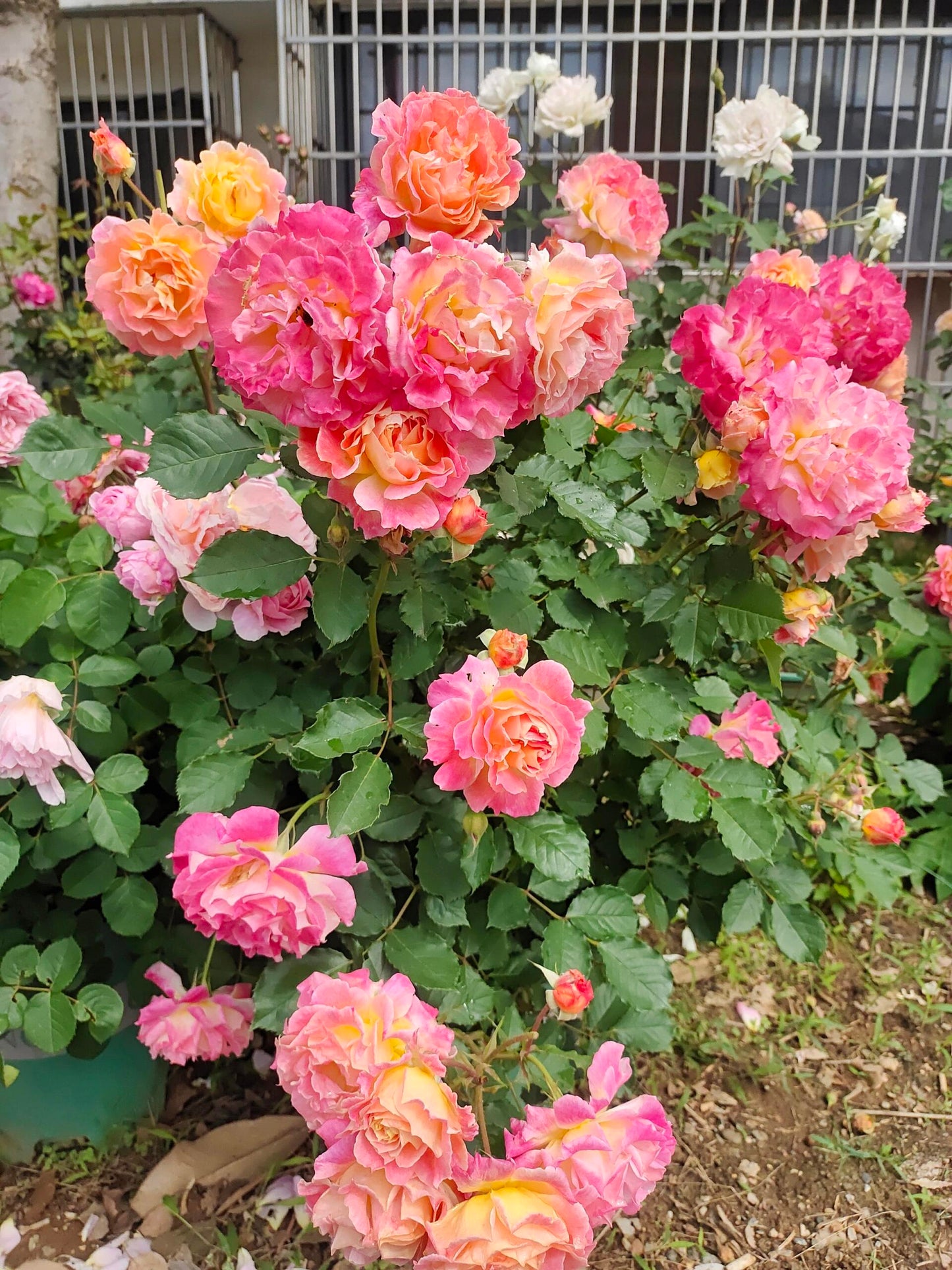 Rare Rose ‘ Chaleur|シヤル一ル |温暖|夏洛尔