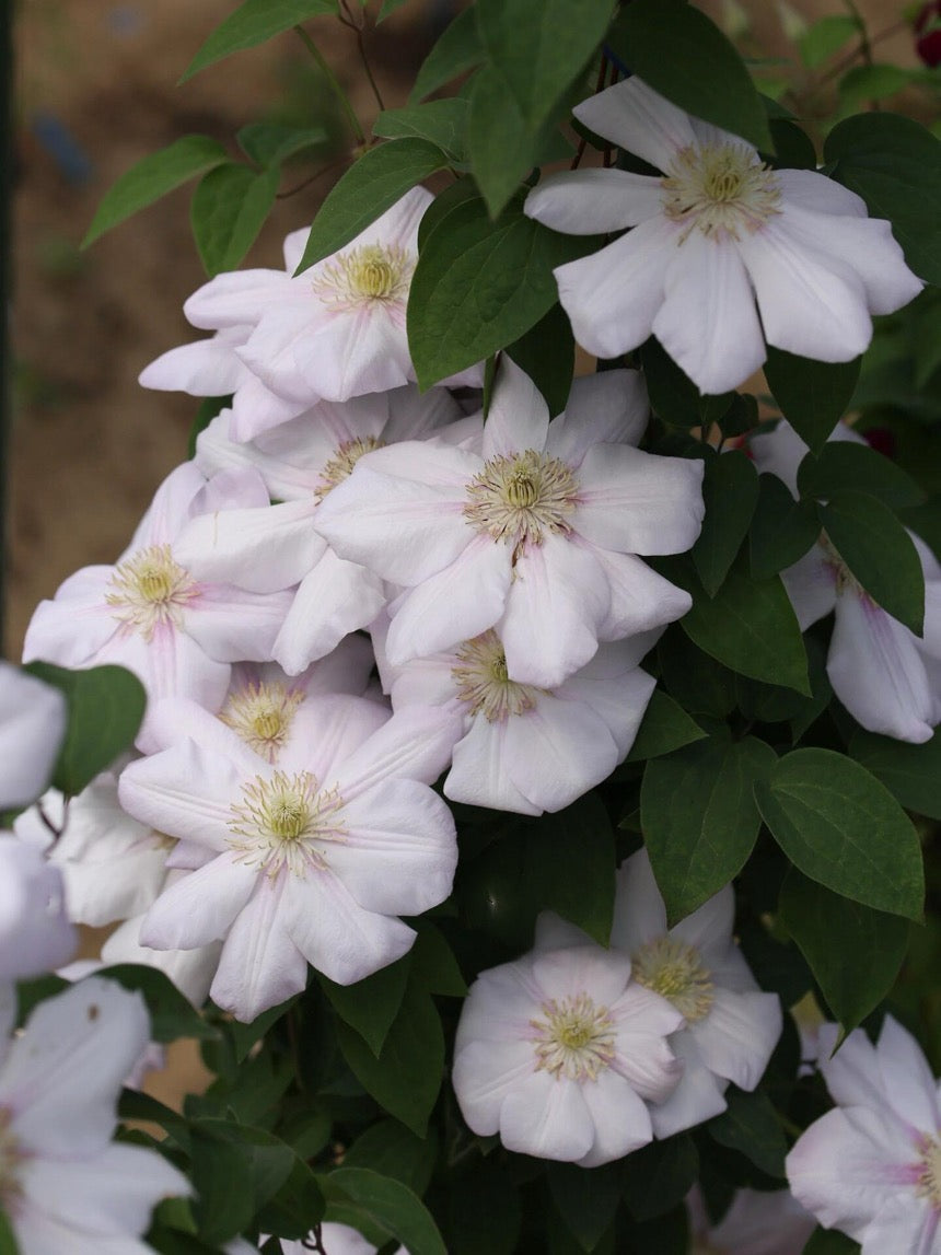 Clematis ‘’Innocent Blush |羞答答‘’
