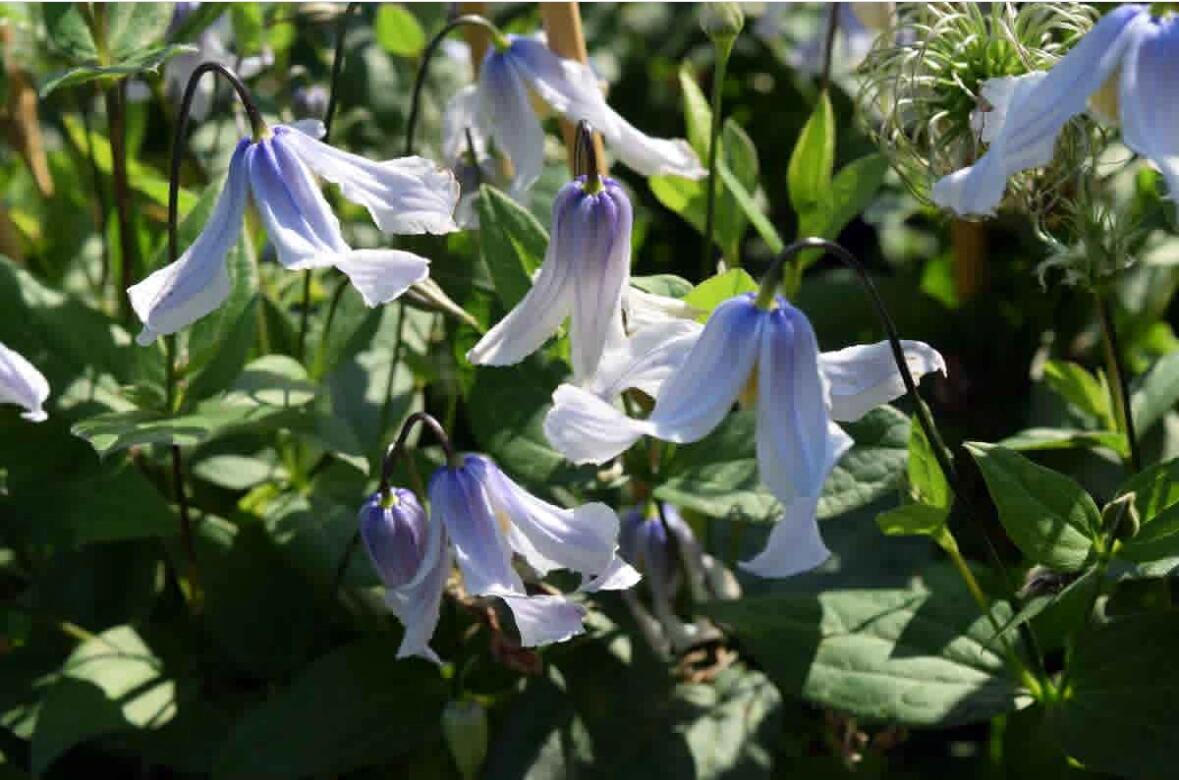 Clematis ''Twinkle| 闪烁''