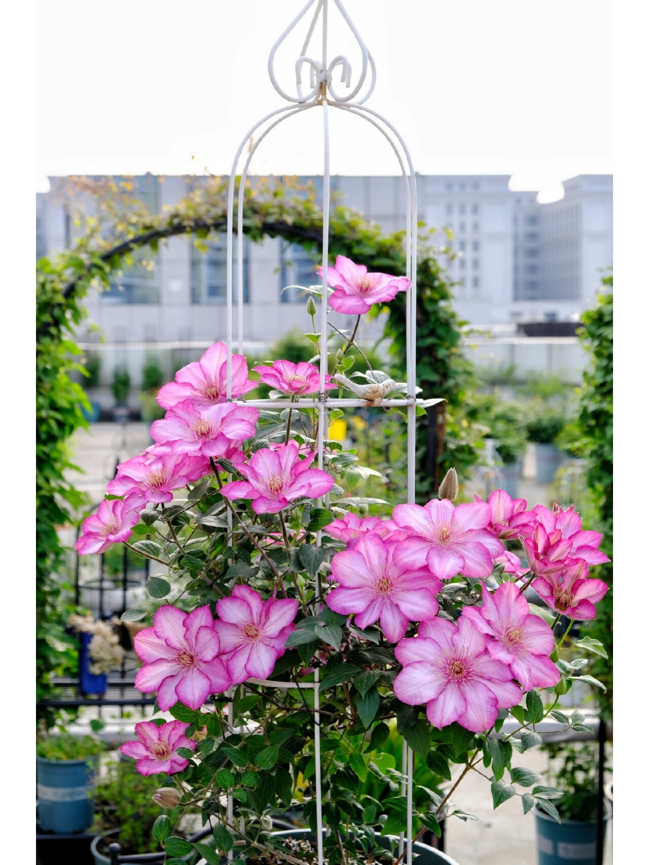 Clematis ‘’Liberty|解放‘’