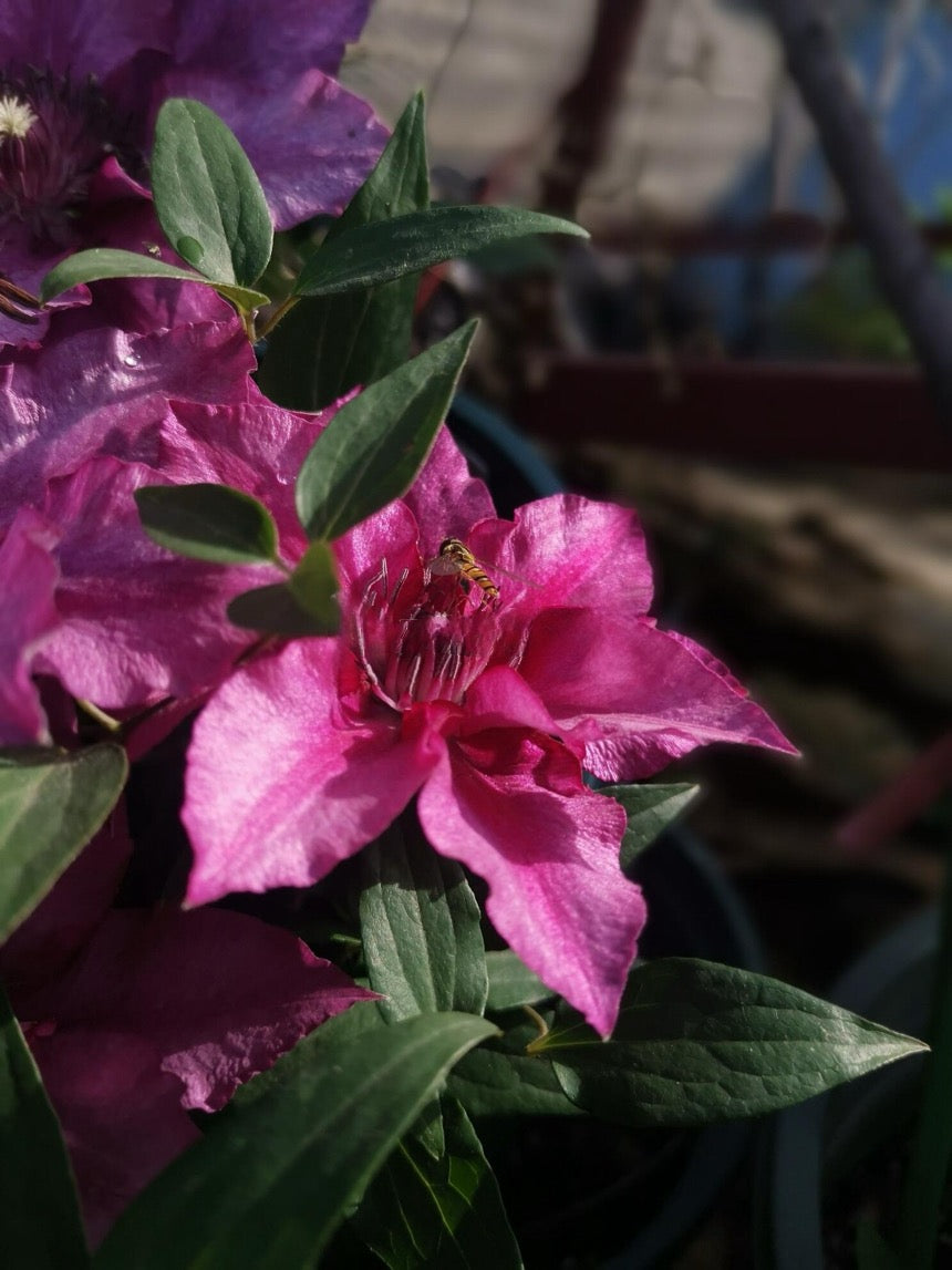 Dwarf Clematis ‘’Luiza|ルイーザ|路易莎‘’