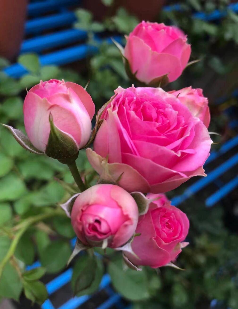 Rose 'Super Sensation' 粉多头/ 超感