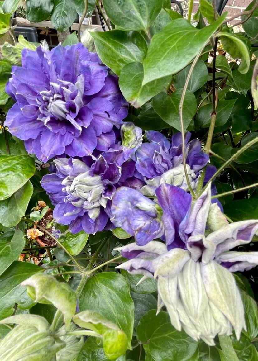 Clematis ‘’Kiri Te Kanawa|- LivePlant|卡瓦娜‘’