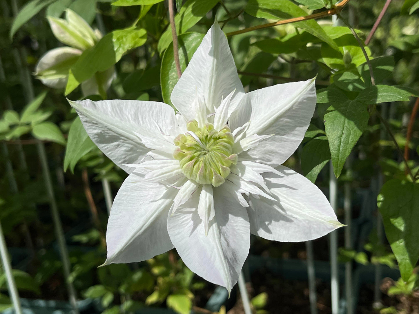 Clematis‘’Pluvia Imprint| 雨的印记‘’|New Variety 2024|US Exclusive