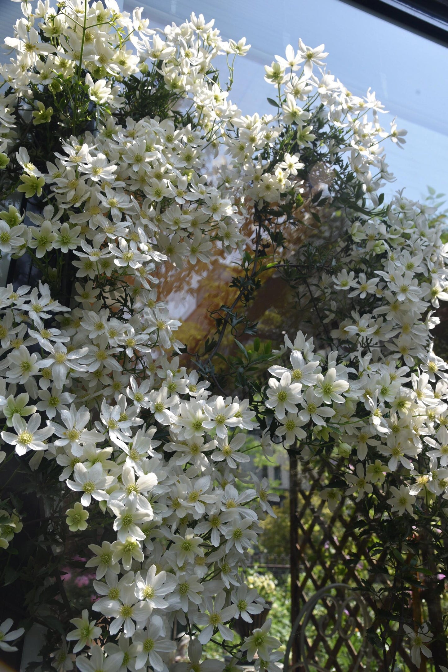 Clematis ‘’Avalanche|雪崩‘’