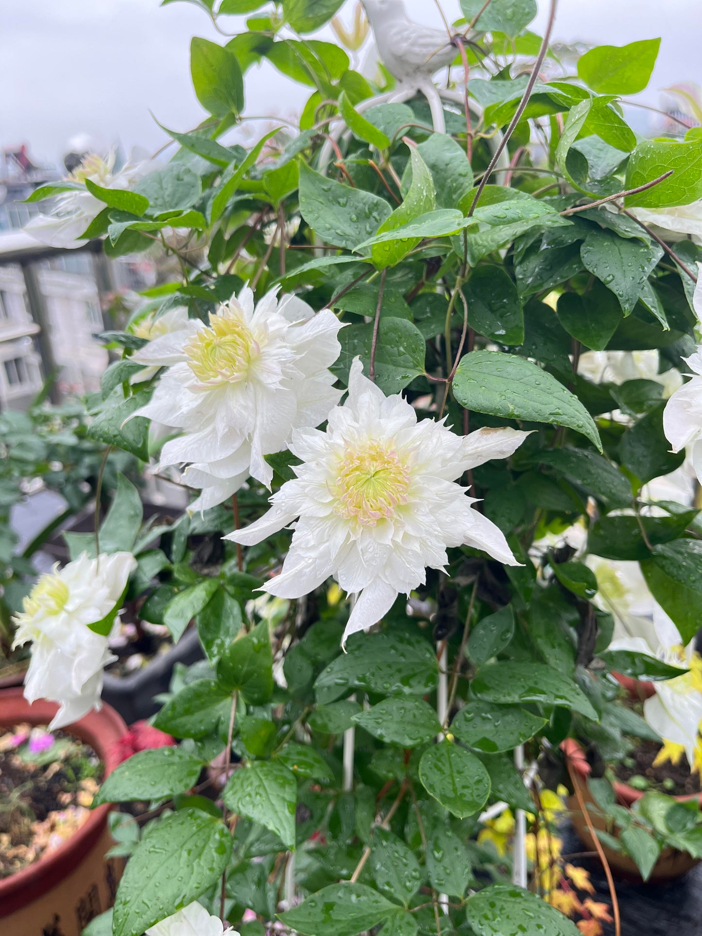 Clematis‘’Pluvia Imprint| 雨的印记‘’|New Variety 2024|US Exclusive