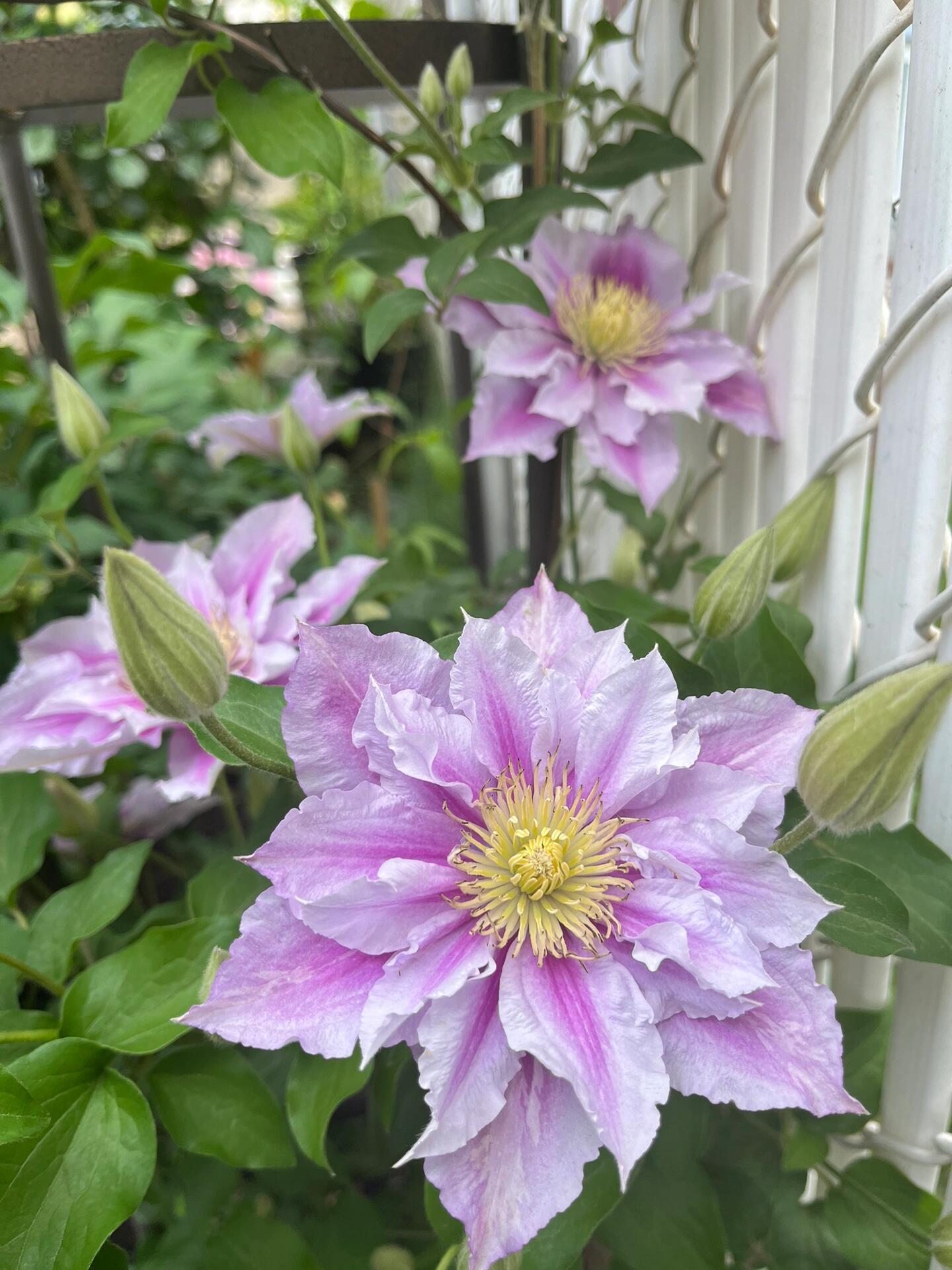 Clematis ‘’Piilu|小鸭‘’