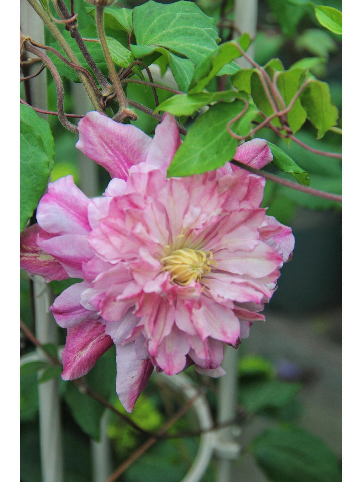 Clematis ‘’Patricia Ann Fretwel|帕特丽夏‘’