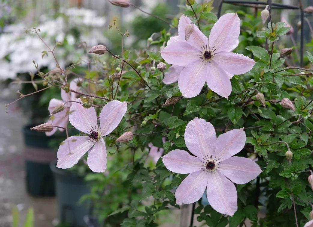 Clematis ‘’Fairy Dust| 仙尘‘’