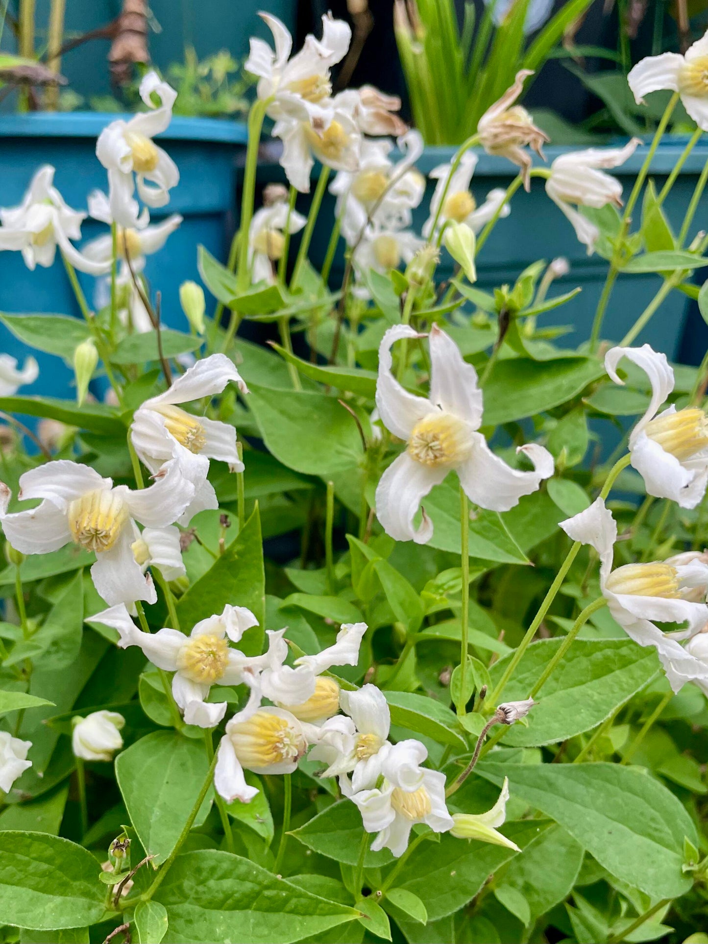 Jasmine Clematis ''Hakuree | ハクレイ| 白麗| 哈库里''