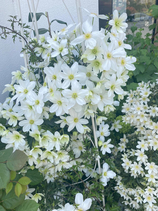 Clematis ‘’Avalanche|雪崩‘’