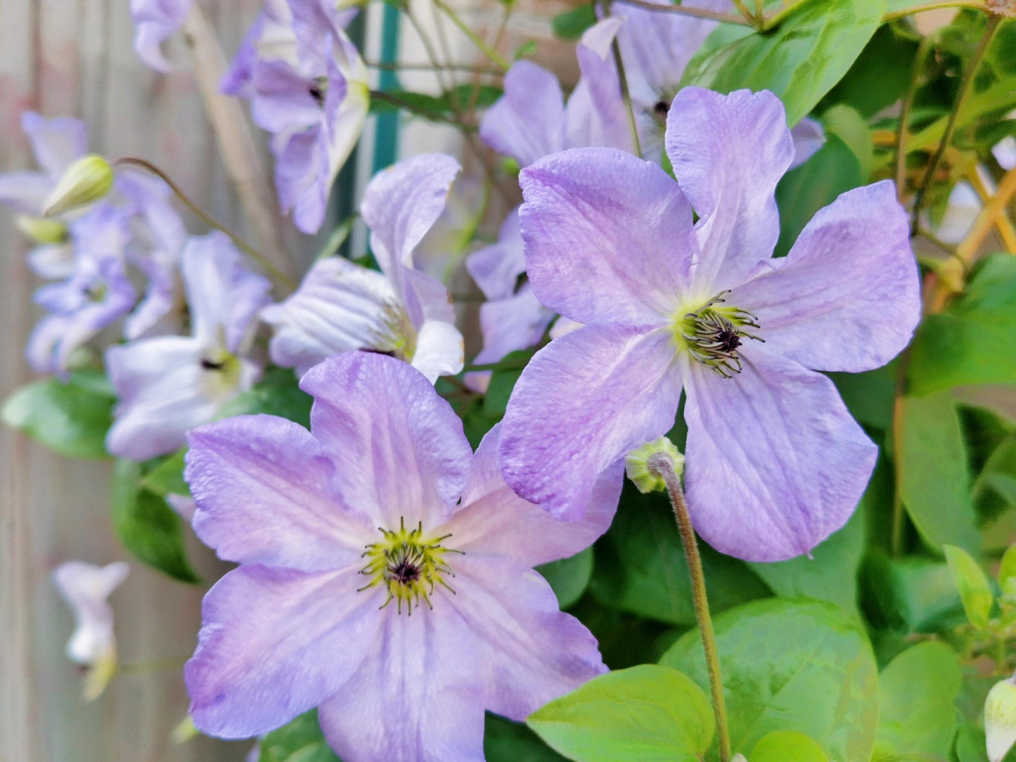 Clematis ‘’Sea Breeze|海风‘’