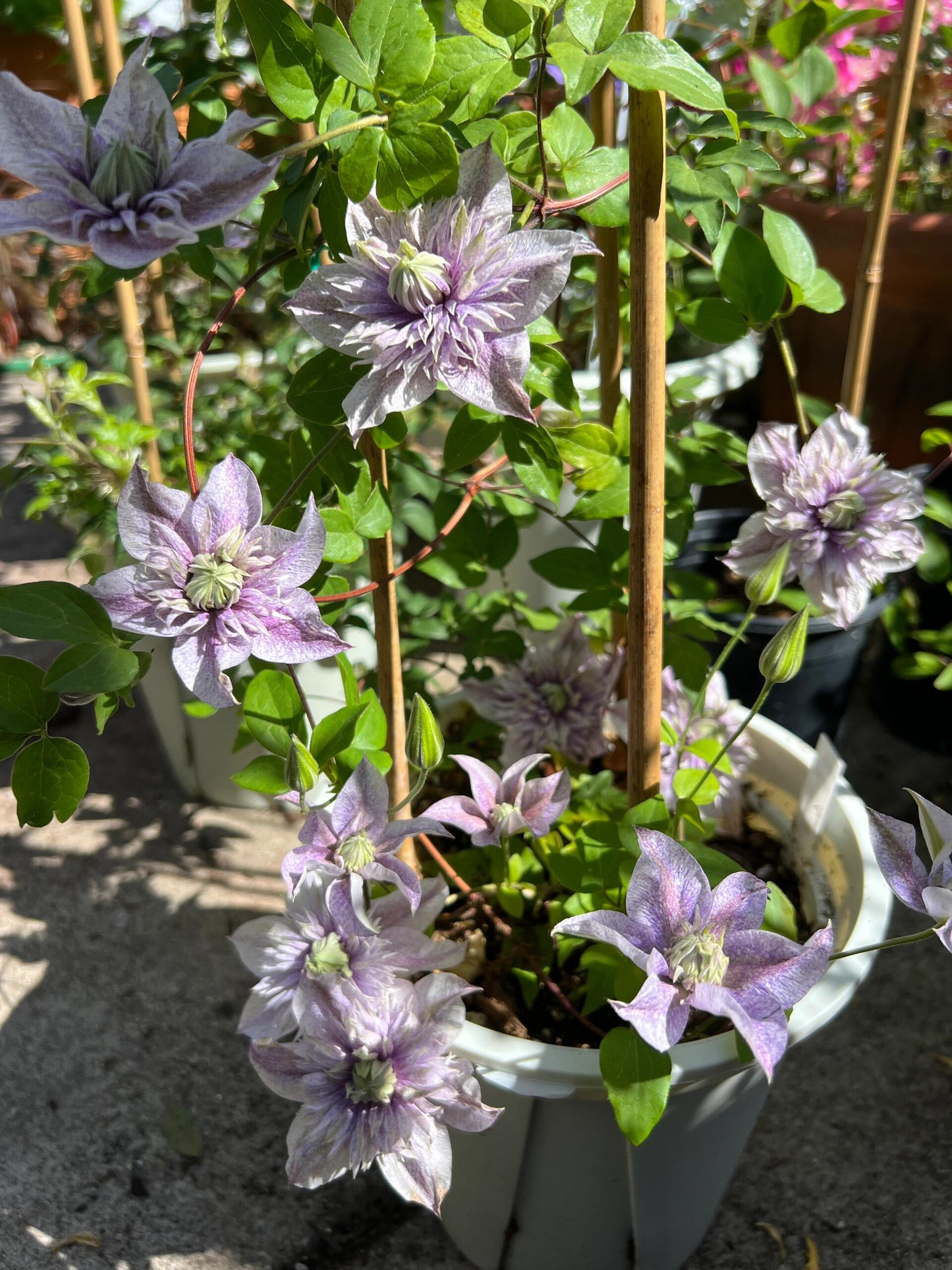 Clematis'' Minamonoyousei | みなもようせい| 水面妖精''
