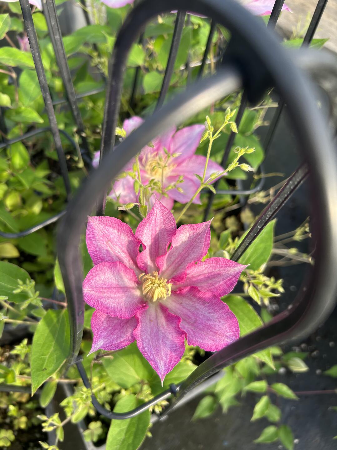 Clematis ''八つ橋|Yatsuhashi |八桥''