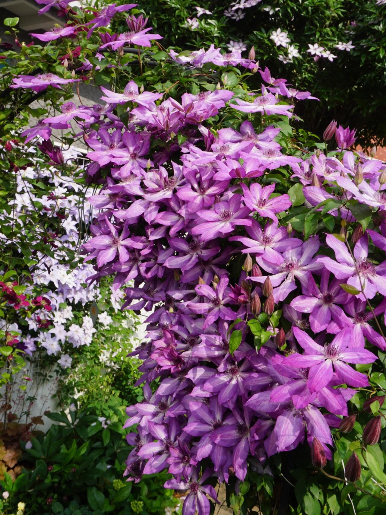 Clematis ‘’Lizard|トカゲ |蜥蜴 ‘’