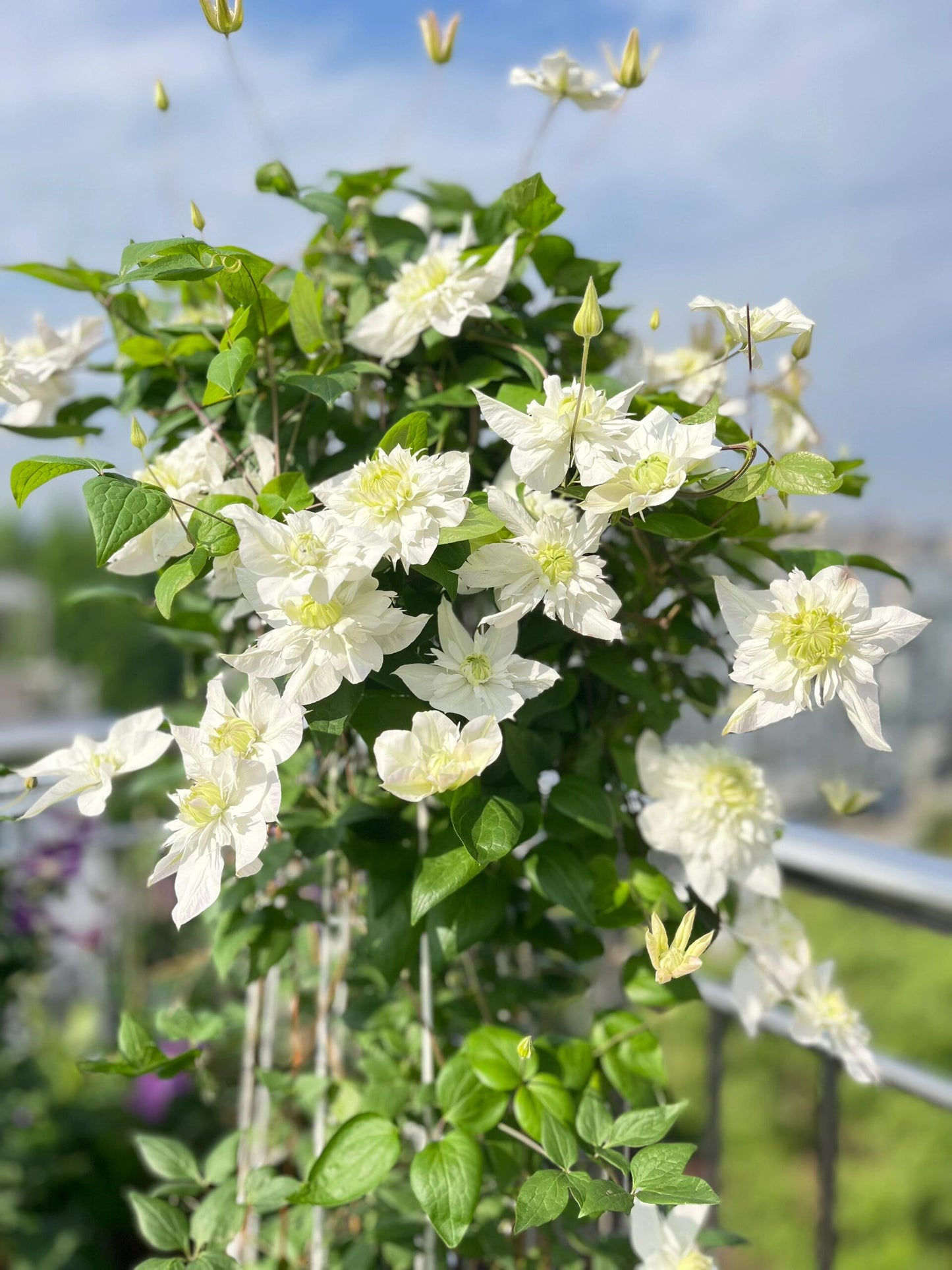 Clematis‘’Pluvia Imprint| 雨的印记‘’|New Variety 2024|US Exclusive