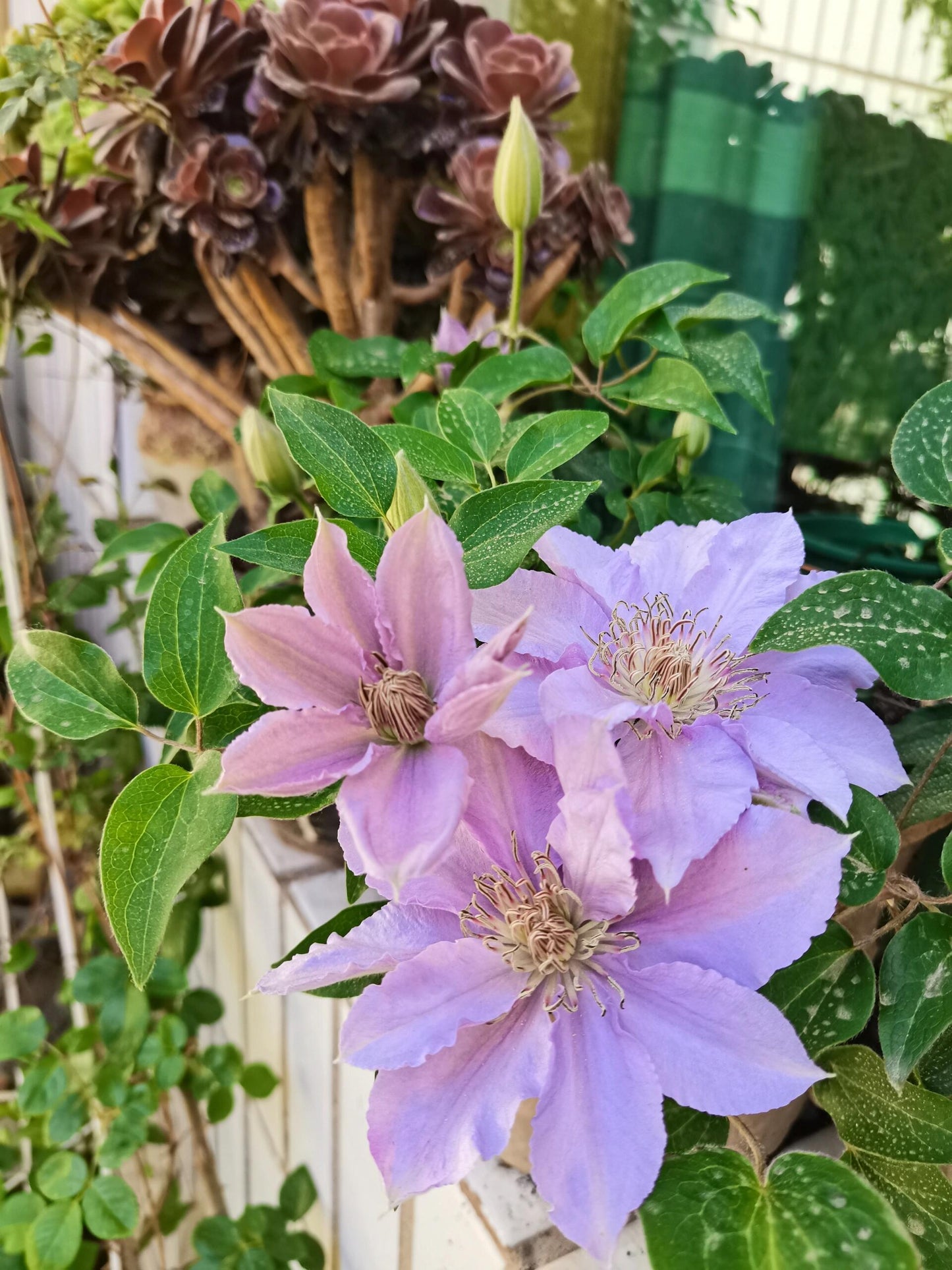 Clematis ‘’Filigree|金银丝/ 故里‘’