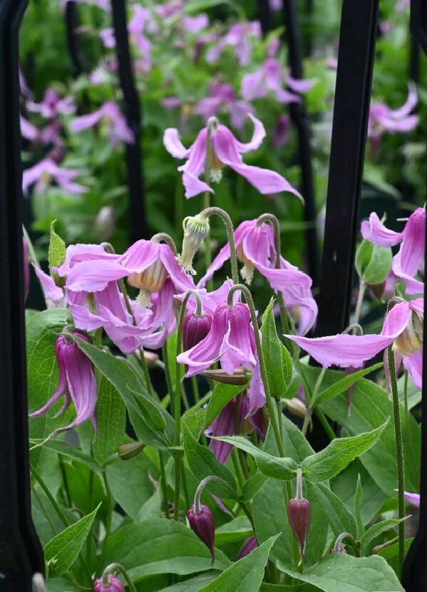 Clematis ‘’Hanajima|はなじま|花島|花岛‘’