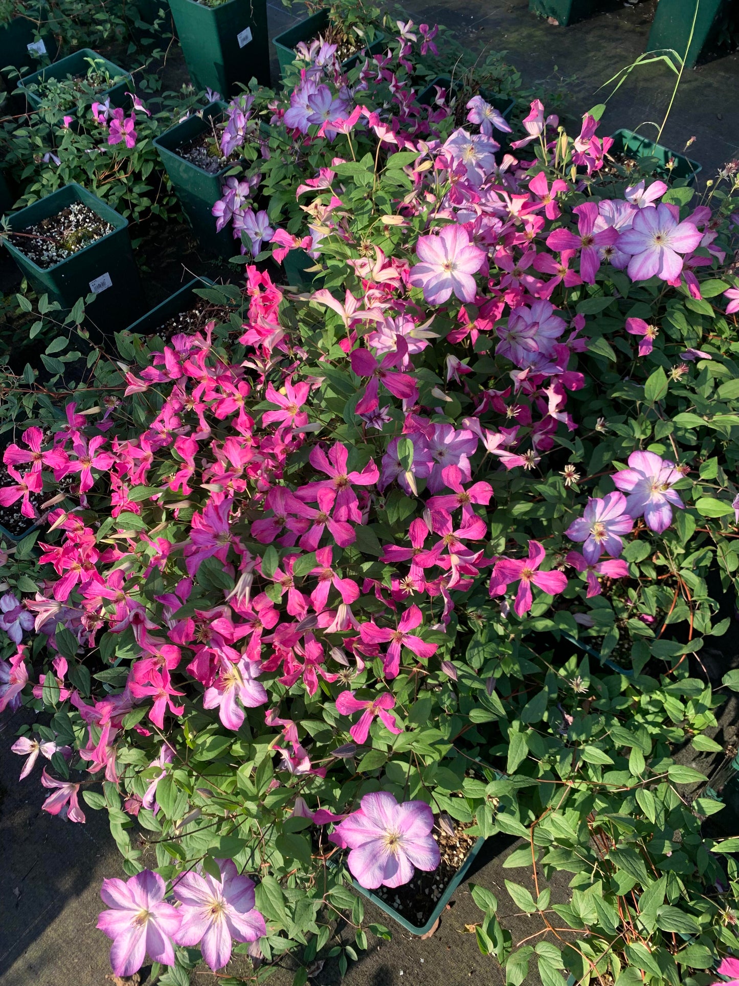 Clematis ‘’Pernille| 佩莱尼‘’