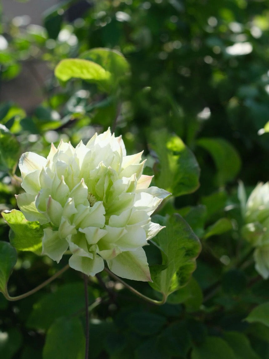 Clematis ‘’Shiko Yukiokoshi|ゆきおこし|雪妆‘’