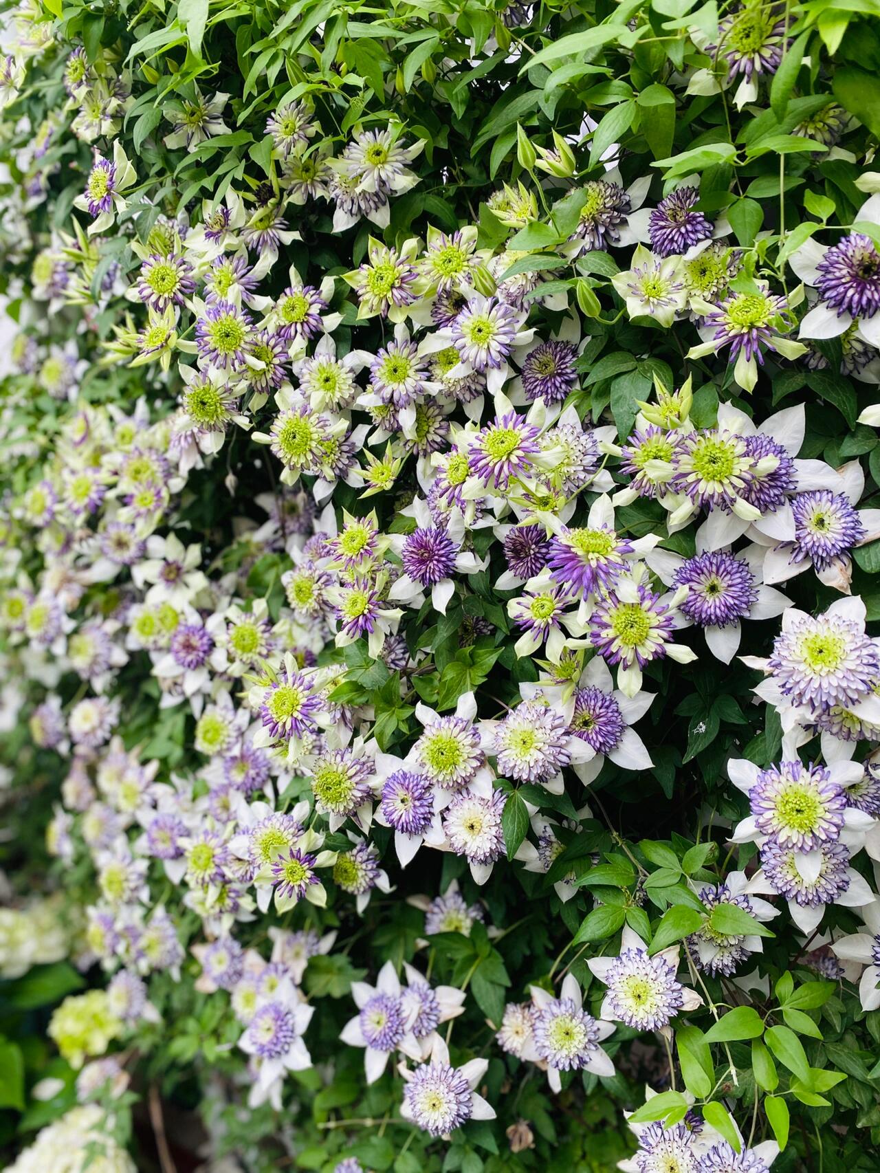 Clematis ‘’New Viennetta|千层雪| 新幻紫‘’