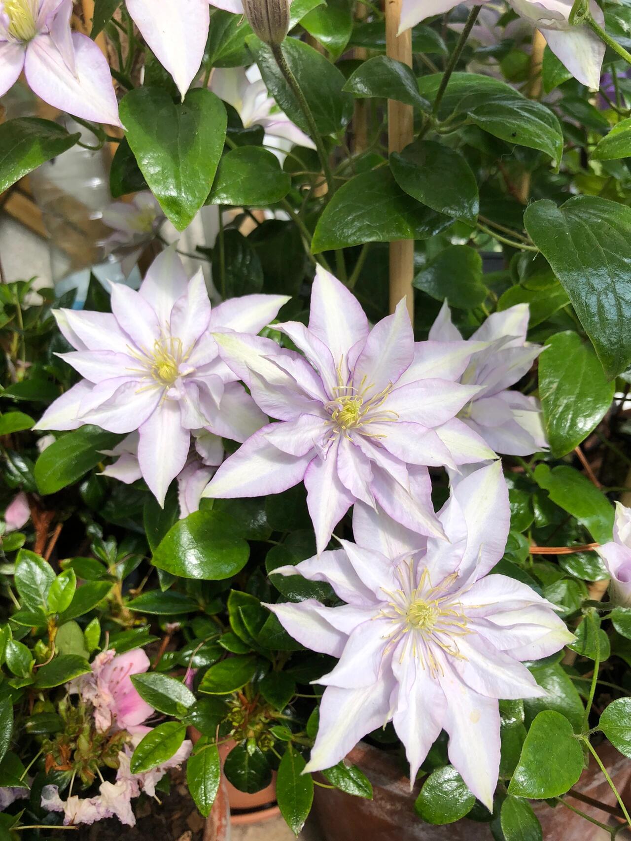 Clematis ‘’Samaritan Jo| 撒马利亚乔‘’