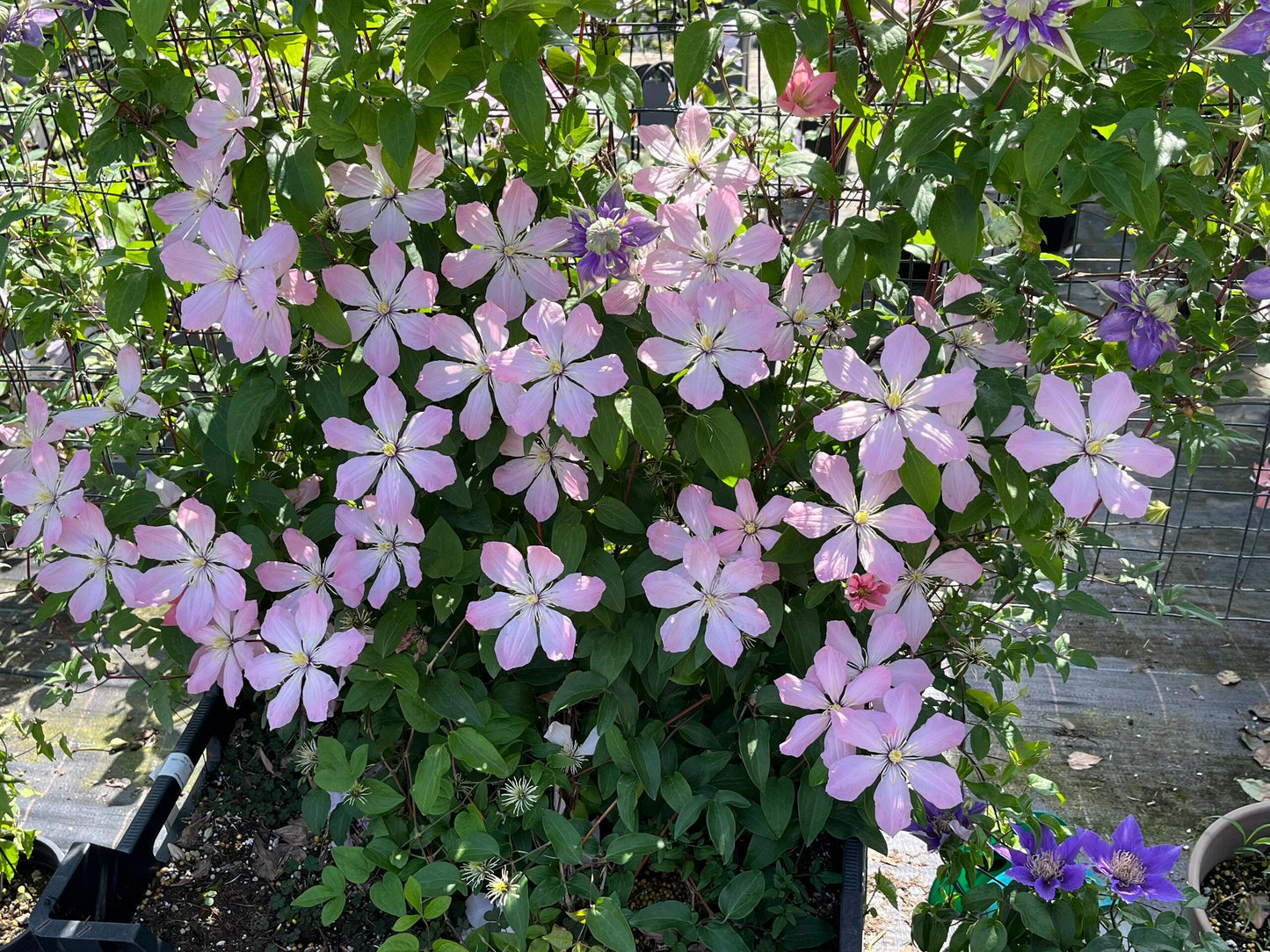 Clematis ‘’Ai-nor|爱诺露‘’