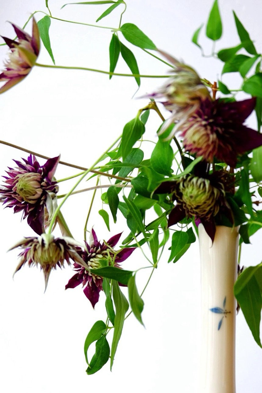 Clematis ''Shishimaru | ししまる| 紫子丸''