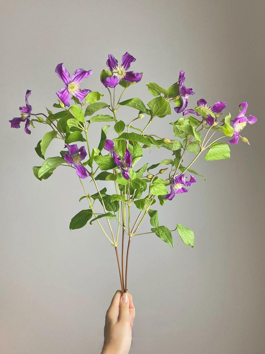 Clematis ‘’Inspiration|灵感‘’