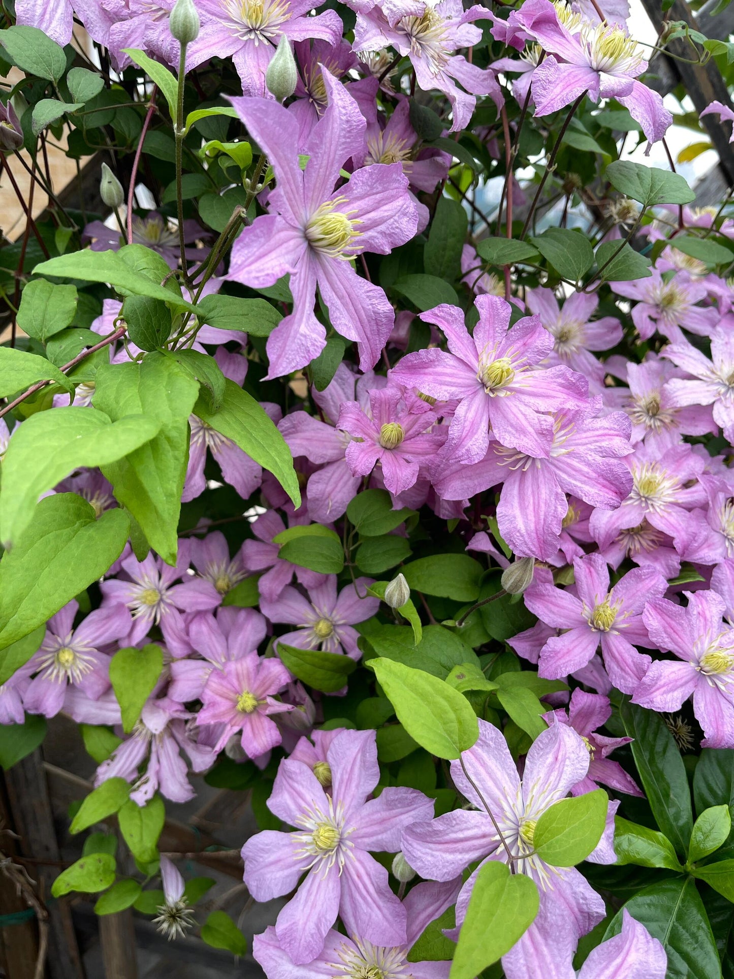 Clematis ‘’Comtesse de Bouchaud| 包查德 女侯爵‘’
