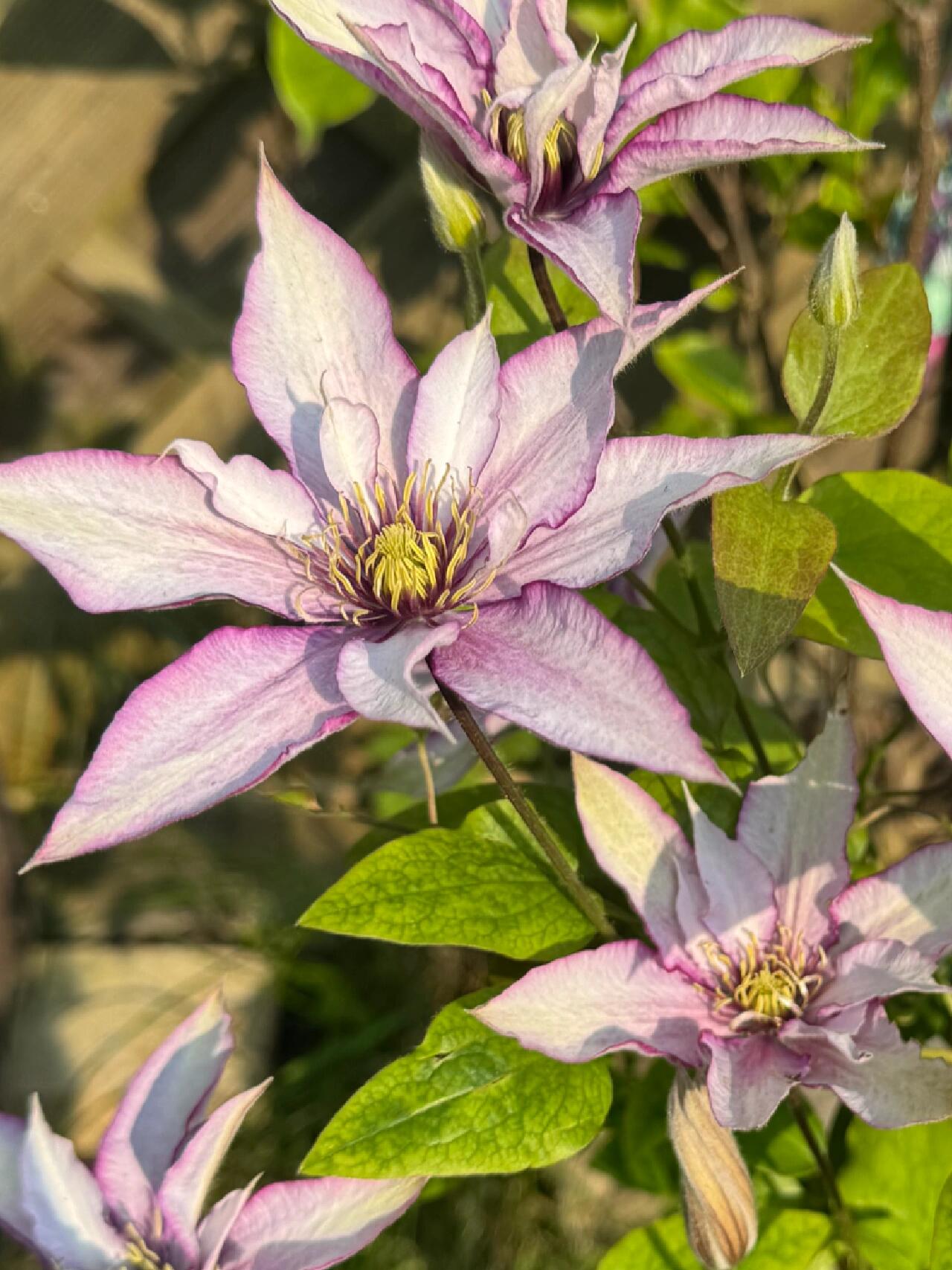 Clematis ‘’Samaritan Jo| 撒马利亚乔‘’