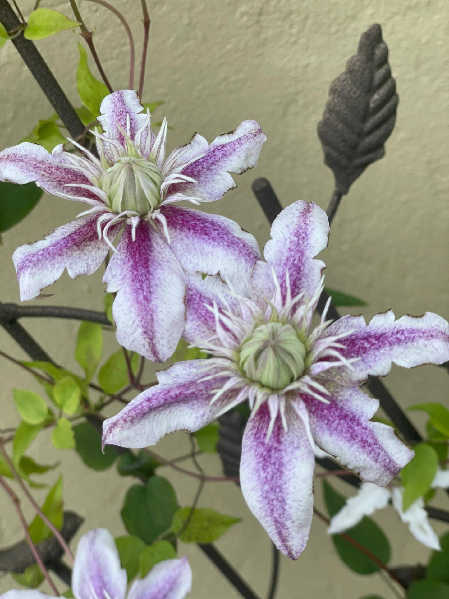 Clematis'' Minamonoyousei | みなもようせい| 水面妖精''