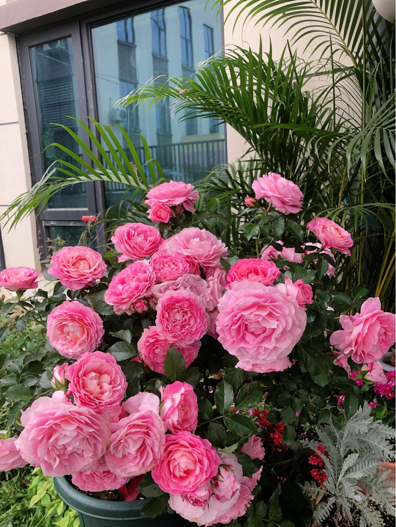 Popular Rose ‘ Neptune King Terrazza | 海神王 ’