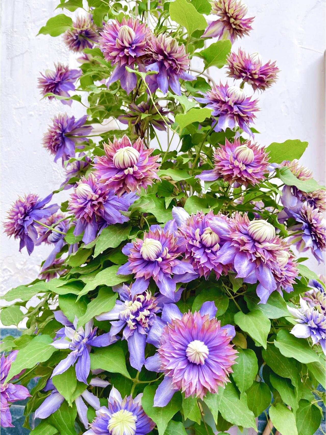 Clematis ''Magic Fountain| 魔法喷泉''