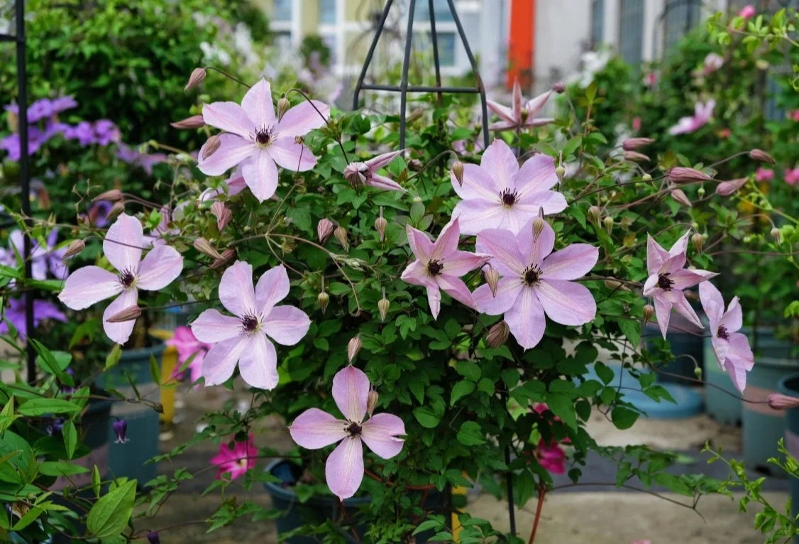 Clematis ‘’Fairy Dust| 仙尘‘’