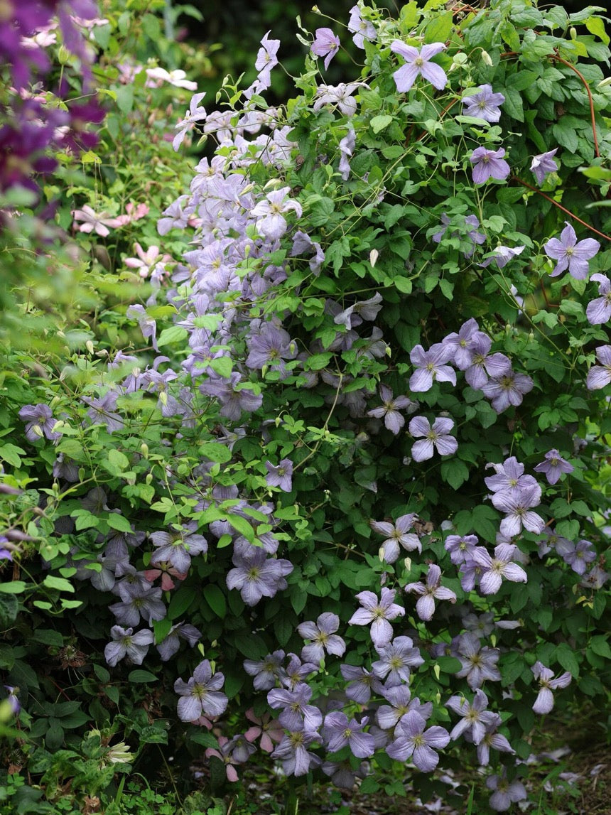 Clematis ‘’Emilia Plater|艾米丽花盘‘’
