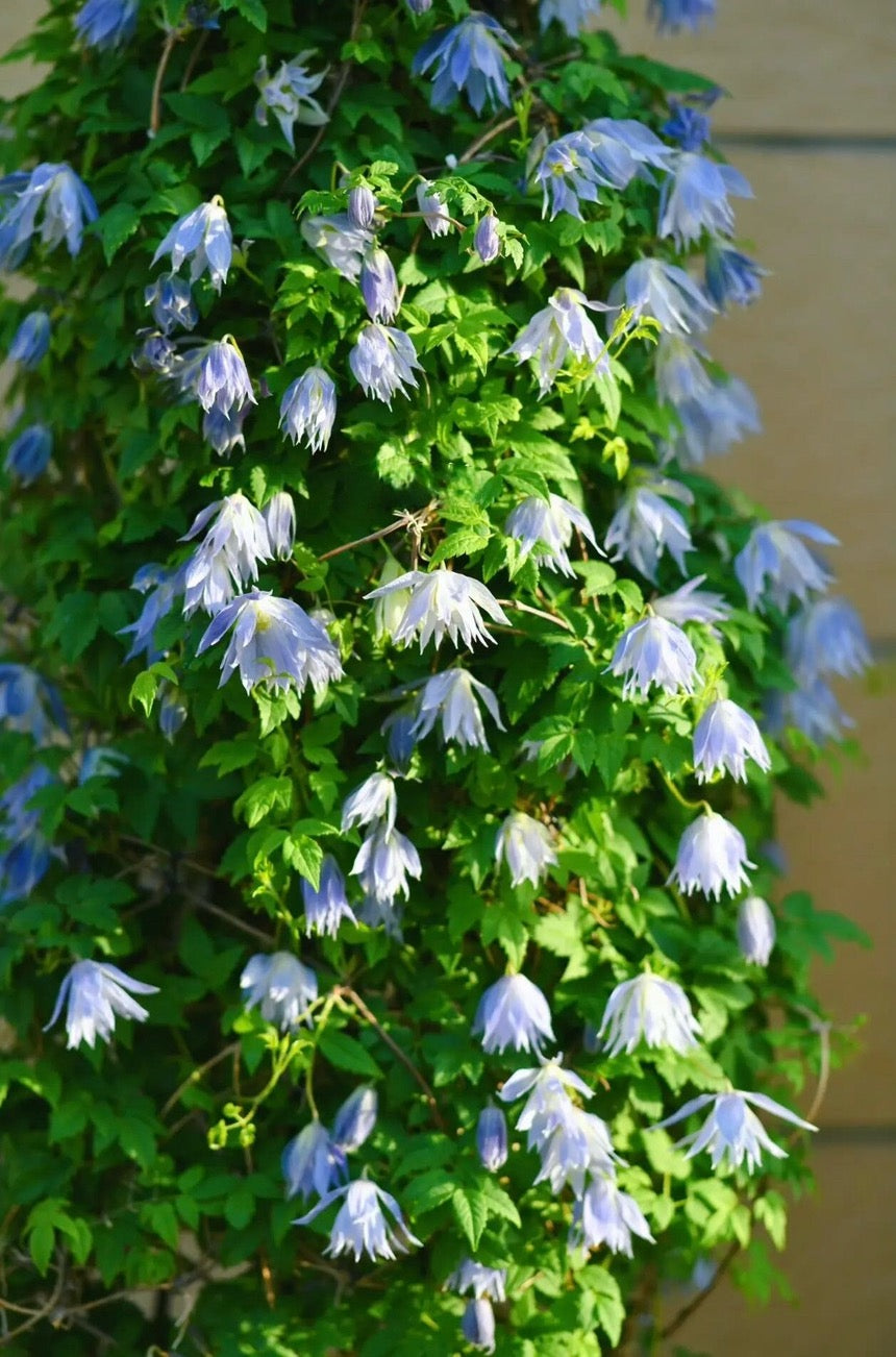Clematis ‘’Maidwell Hall|梅德维尔‘’