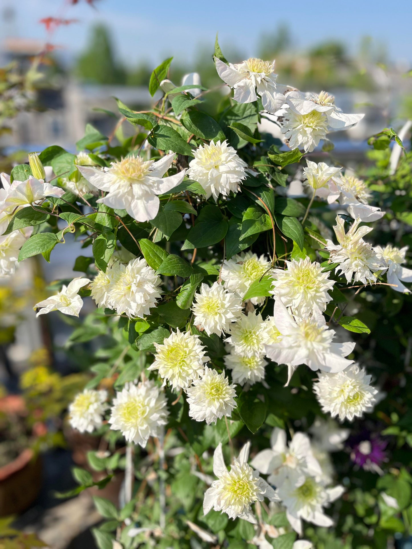 Clematis‘’Pluvia Imprint| 雨的印记‘’|New Variety 2024|US Exclusive