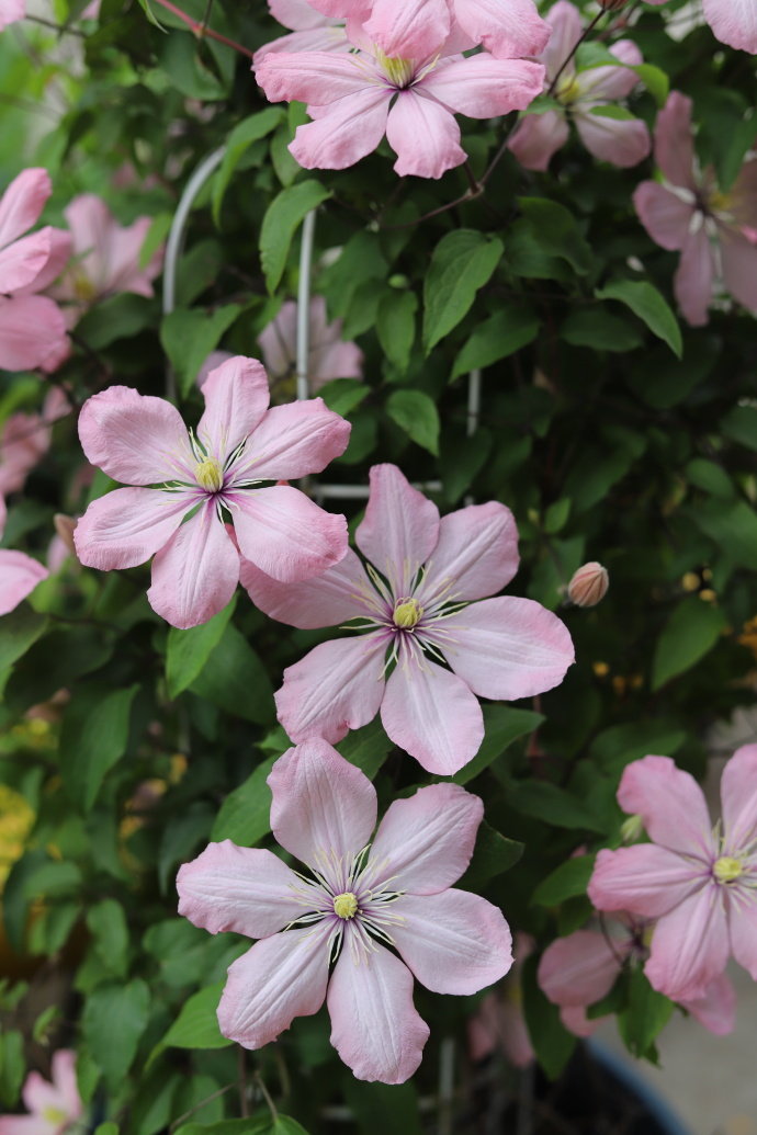 Clematis ‘’Ai-nor|爱诺露‘’