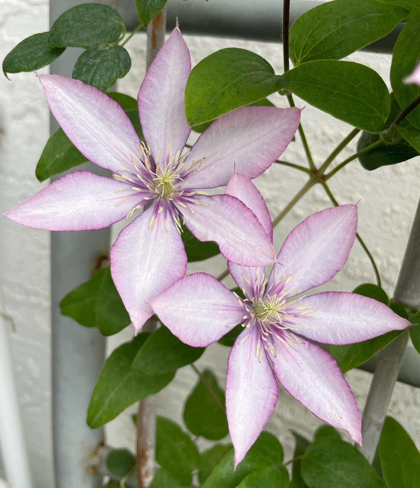 Clematis ‘’Samaritan Jo| 撒马利亚乔‘’