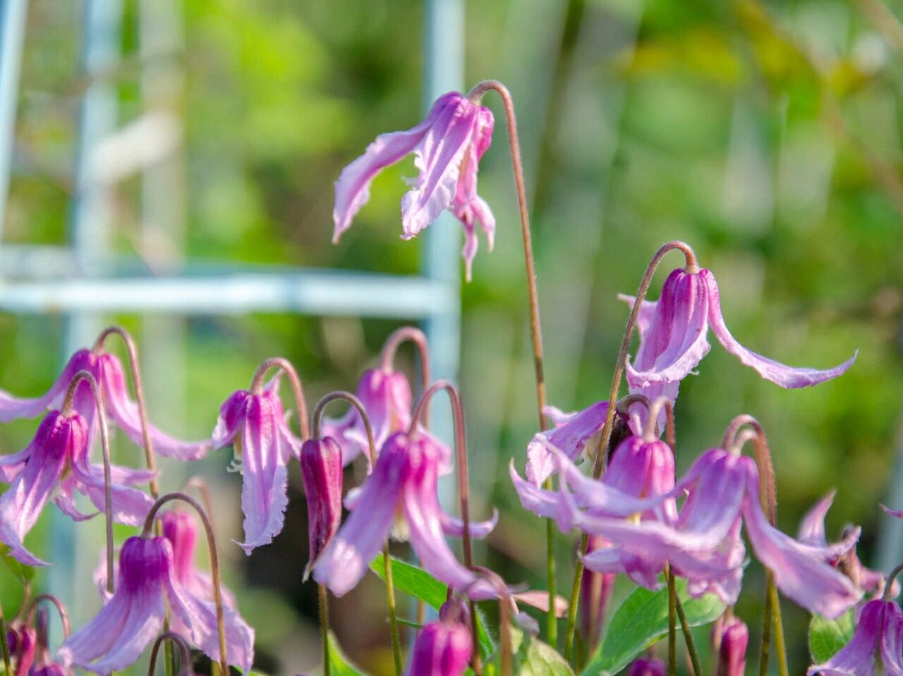 Clematis ‘’Hanajima|はなじま|花島|花岛‘’