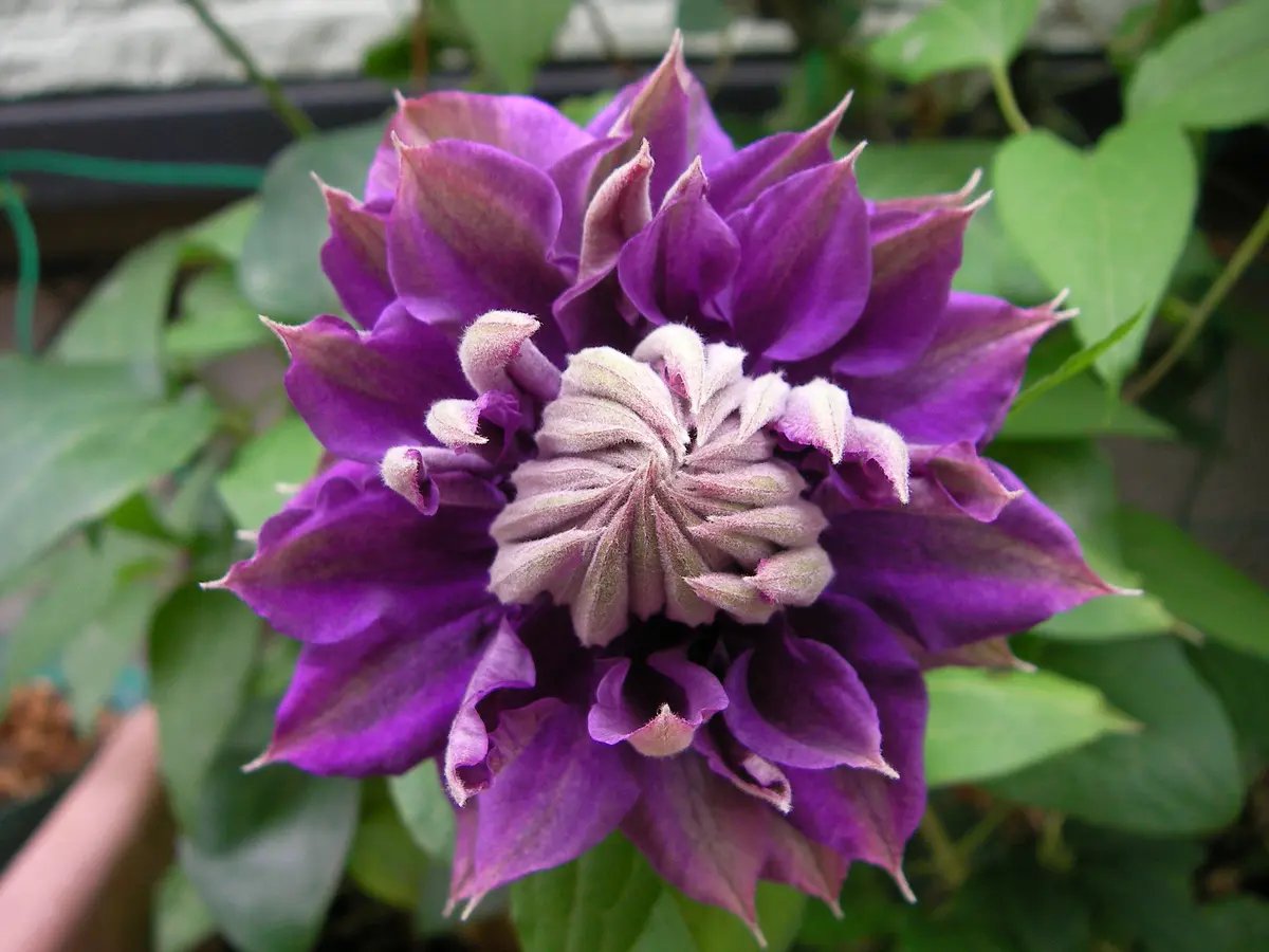 Clematis ‘’ShiShinDen|ししんでん | 紫宸殿‘’